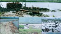Foto : Kondisi lahan mangrove di Lingkungan II, Kelurahan Kelangan Indah, Kecamatan Pandan, Kabupaten Tapanuli Tengah yang dibabat habis orang tidak bertanggung jawab.