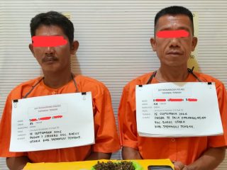 Satresnarkoba Polres Tapteng Bekuk Dua Diduga Pengedar Ganja di Barus Utara